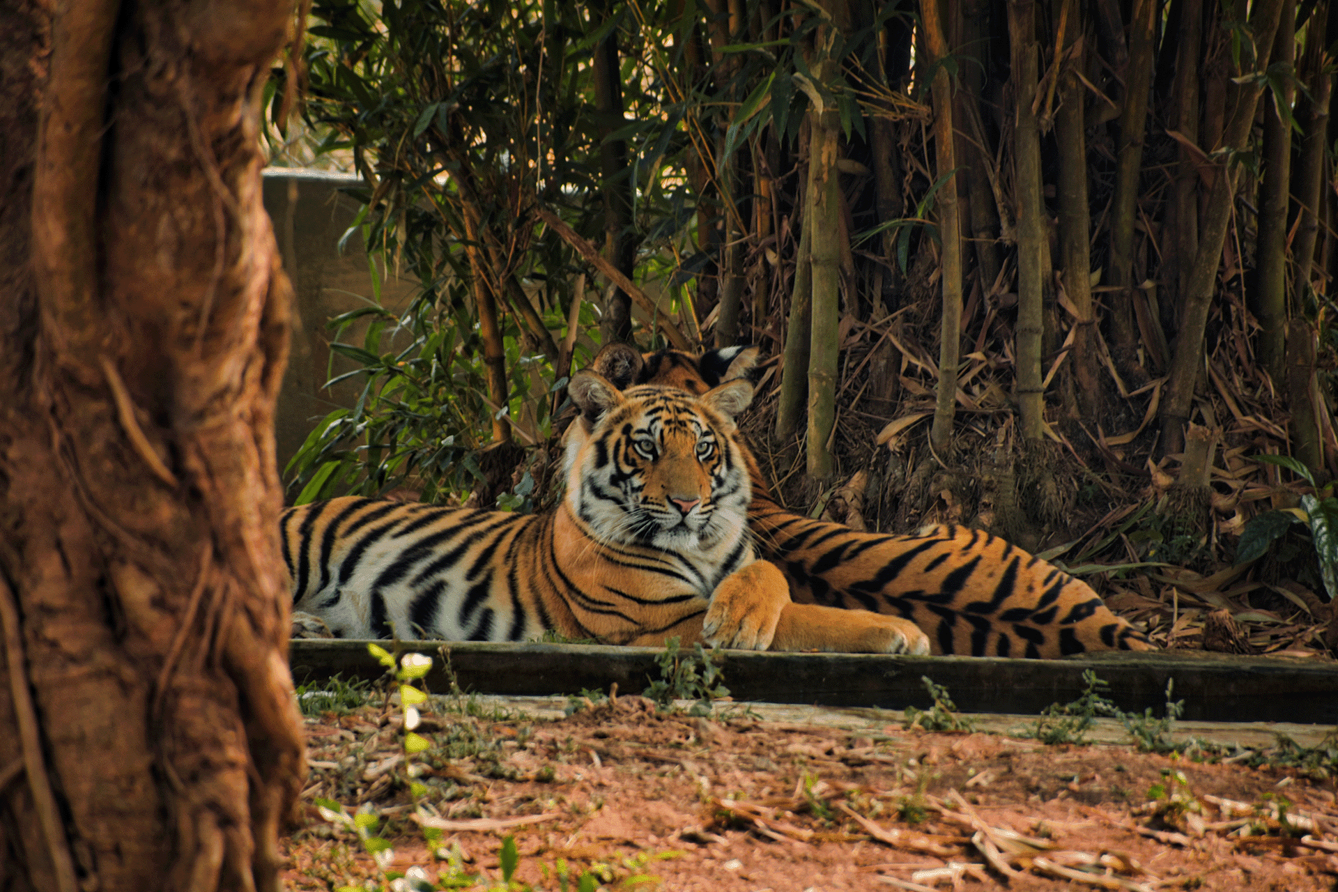 India Travel Tours