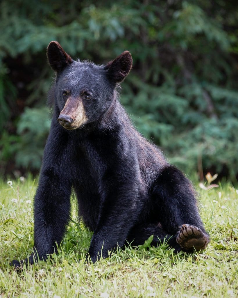 black bear sitting in field with tree behind