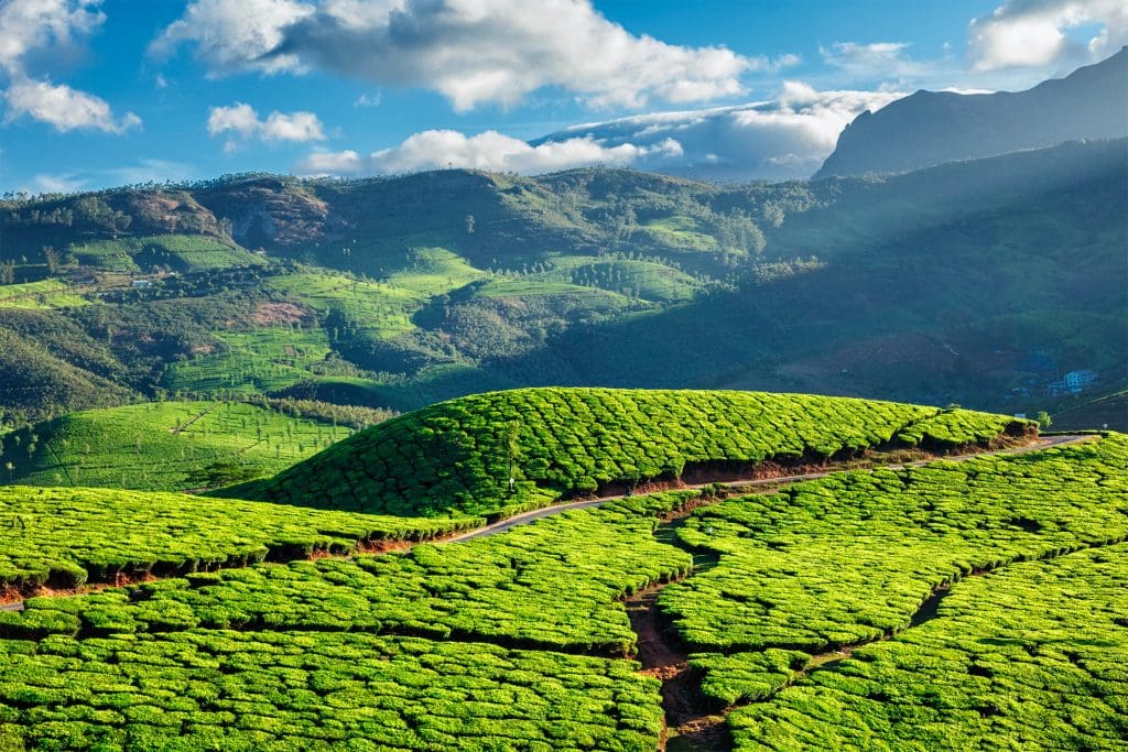 Rolling tea plantations in the hills around Munnar